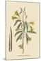 American Begonia-Mark Catesby-Mounted Art Print