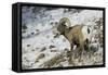 American Bighorn Sheep on Ridge-DLILLC-Framed Stretched Canvas