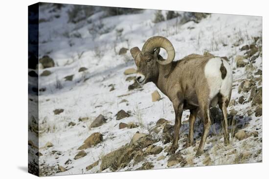 American Bighorn Sheep on Ridge-DLILLC-Stretched Canvas