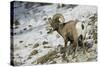 American Bighorn Sheep on Ridge-DLILLC-Stretched Canvas