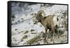 American Bighorn Sheep on Ridge-DLILLC-Framed Stretched Canvas