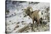 American Bighorn Sheep on Ridge-DLILLC-Stretched Canvas