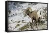 American Bighorn Sheep on Ridge-DLILLC-Framed Stretched Canvas