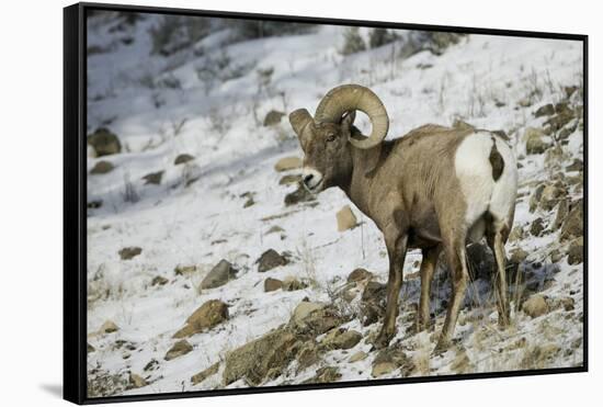 American Bighorn Sheep on Ridge-DLILLC-Framed Stretched Canvas