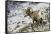 American Bighorn Sheep on Ridge-DLILLC-Framed Stretched Canvas