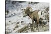 American Bighorn Sheep on Ridge-DLILLC-Stretched Canvas