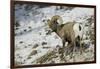 American Bighorn Sheep on Ridge-DLILLC-Framed Photographic Print