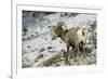 American Bighorn Sheep on Ridge-DLILLC-Framed Photographic Print