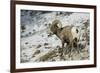 American Bighorn Sheep on Ridge-DLILLC-Framed Photographic Print