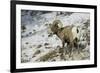 American Bighorn Sheep on Ridge-DLILLC-Framed Photographic Print