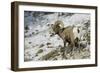 American Bighorn Sheep on Ridge-DLILLC-Framed Photographic Print