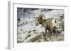 American Bighorn Sheep on Ridge-DLILLC-Framed Photographic Print