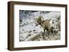 American Bighorn Sheep on Ridge-DLILLC-Framed Photographic Print
