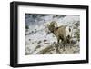 American Bighorn Sheep on Ridge-DLILLC-Framed Photographic Print