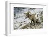 American Bighorn Sheep on Ridge-DLILLC-Framed Photographic Print