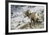 American Bighorn Sheep on Ridge-DLILLC-Framed Photographic Print