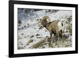 American Bighorn Sheep on Ridge-DLILLC-Framed Photographic Print