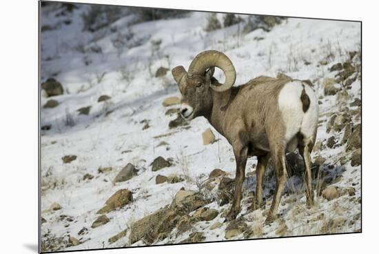 American Bighorn Sheep on Ridge-DLILLC-Mounted Photographic Print