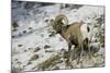 American Bighorn Sheep on Ridge-DLILLC-Mounted Photographic Print