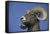American Bighorn Sheep-DLILLC-Framed Stretched Canvas