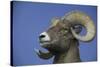 American Bighorn Sheep-DLILLC-Stretched Canvas