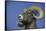 American Bighorn Sheep-DLILLC-Framed Stretched Canvas