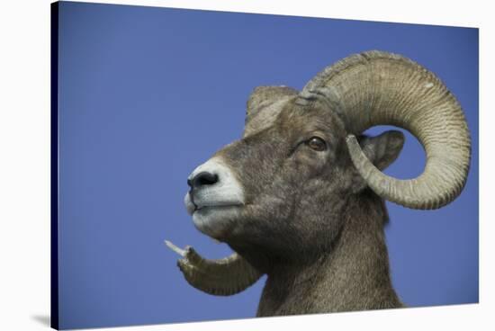 American Bighorn Sheep-DLILLC-Stretched Canvas
