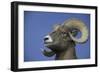 American Bighorn Sheep-DLILLC-Framed Photographic Print