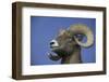 American Bighorn Sheep-DLILLC-Framed Photographic Print