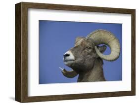 American Bighorn Sheep-DLILLC-Framed Photographic Print