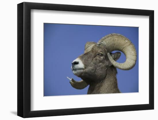 American Bighorn Sheep-DLILLC-Framed Photographic Print