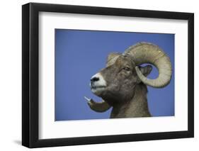 American Bighorn Sheep-DLILLC-Framed Photographic Print