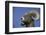 American Bighorn Sheep-DLILLC-Framed Photographic Print