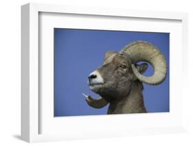 American Bighorn Sheep-DLILLC-Framed Photographic Print