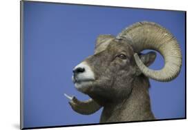 American Bighorn Sheep-DLILLC-Mounted Photographic Print