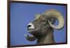 American Bighorn Sheep-DLILLC-Framed Photographic Print