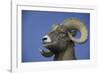 American Bighorn Sheep-DLILLC-Framed Photographic Print