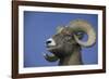 American Bighorn Sheep-DLILLC-Framed Photographic Print