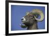 American Bighorn Sheep-DLILLC-Framed Photographic Print