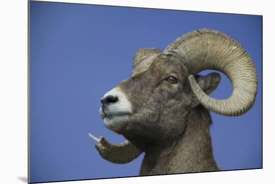 American Bighorn Sheep-DLILLC-Mounted Photographic Print