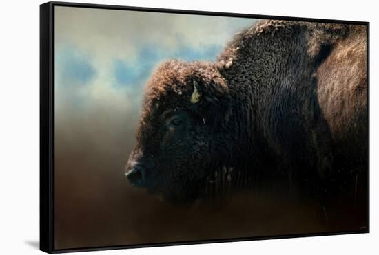 American Bison after the Storm-Jai Johnson-Framed Stretched Canvas