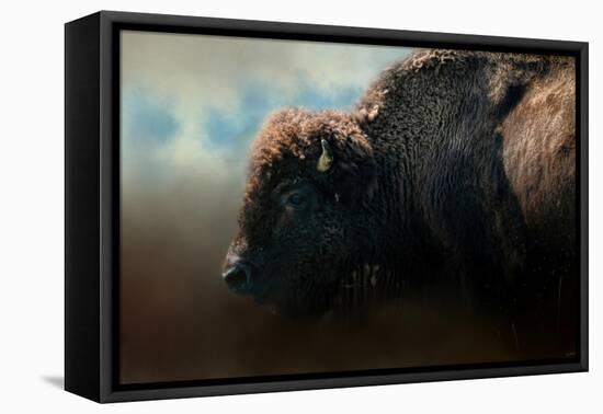 American Bison after the Storm-Jai Johnson-Framed Stretched Canvas