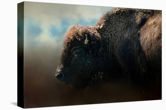 American Bison after the Storm-Jai Johnson-Stretched Canvas