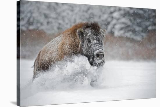 American Bison (American Buffalo) (Bison Bison), Montana, United States of America, North America-Janette Hil-Stretched Canvas