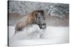 American Bison (American Buffalo) (Bison Bison), Montana, United States of America, North America-Janette Hil-Stretched Canvas