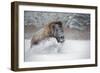 American Bison (American Buffalo) (Bison Bison), Montana, United States of America, North America-Janette Hil-Framed Photographic Print