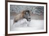 American Bison (American Buffalo) (Bison Bison), Montana, United States of America, North America-Janette Hil-Framed Photographic Print