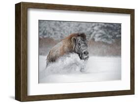 American Bison (American Buffalo) (Bison Bison), Montana, United States of America, North America-Janette Hil-Framed Photographic Print