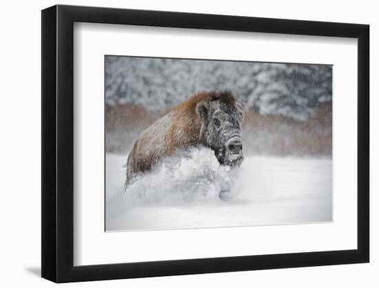 American Bison (American Buffalo) (Bison Bison), Montana, United States of America, North America-Janette Hil-Framed Photographic Print