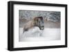 American Bison (American Buffalo) (Bison Bison), Montana, United States of America, North America-Janette Hil-Framed Photographic Print